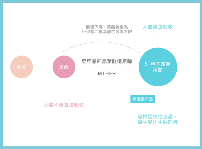 叶酸代谢基因检测图片