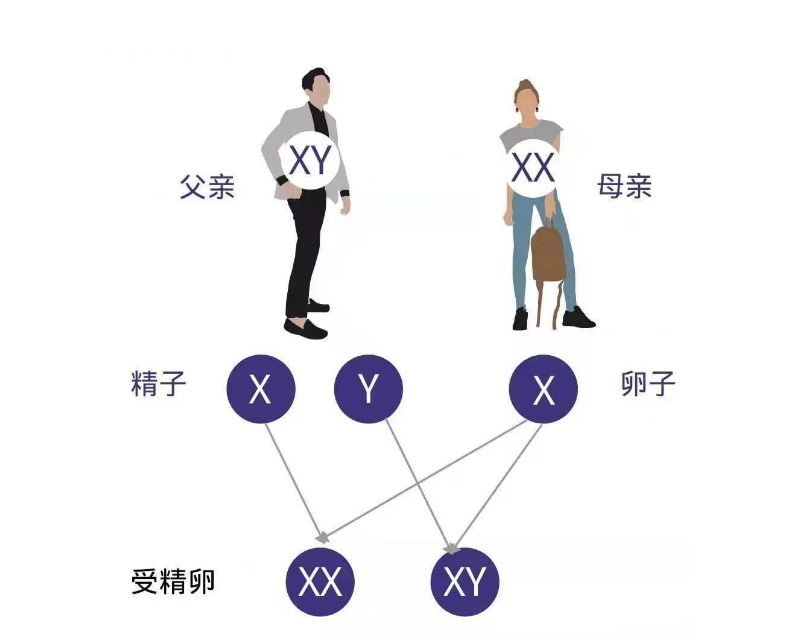 香港验血查男女优势在哪里？图片