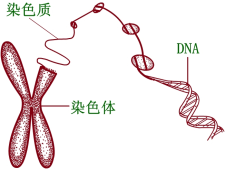 香港验血几天出结果？报告要怎么看？图片